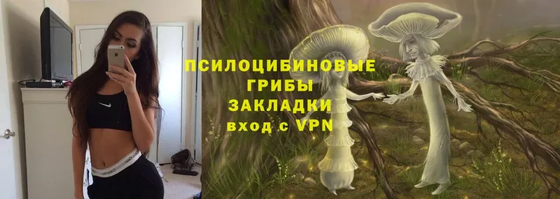 Псилоцибиновые грибы Psilocybine cubensis Новоуральск